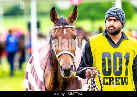 Windsor, UK. 11th May 2018. Day 3. Royal Windsor Horse Show. Windsor. Berkshire. UK.  Endurance. Sequinte at finish vet check. 5th place.11/05/2018. Credit: Sport In Pictures/Alamy Live News Stock Photo