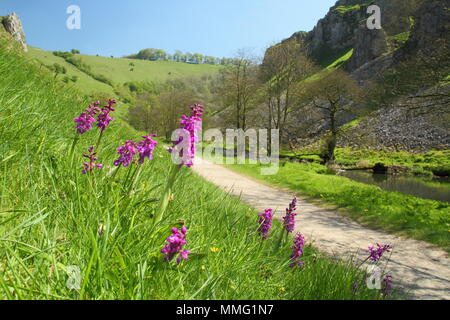 Orchis mascula. Early purple orchids by the River Dove in Wolfscote Dale, Peak District, Derbyshire, England UK  on a beautiful spring day (May) Stock Photo