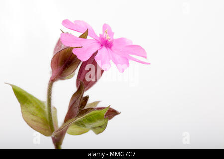 Red campion, Silene dioica, photographed on a white background found growing on the banks of the Dorset Stour river, Dorset England UK GB Stock Photo