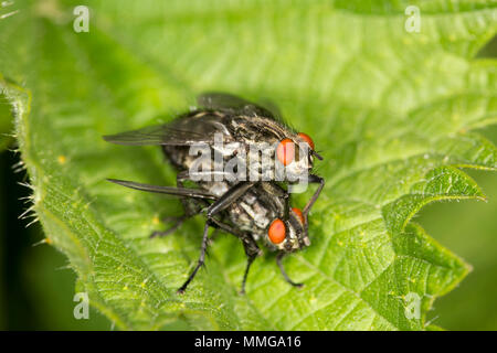 Flesh flies UK Stock Photo