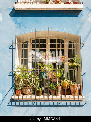 Colourful painted historic terrace house window with grill and flower pots, Providencia, Santiago, Chile Stock Photo