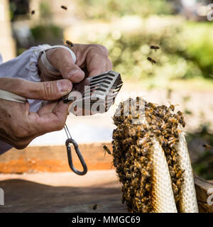 Close-up of person's hand while capturing queen bee from honeycomb with catcher clip Stock Photo