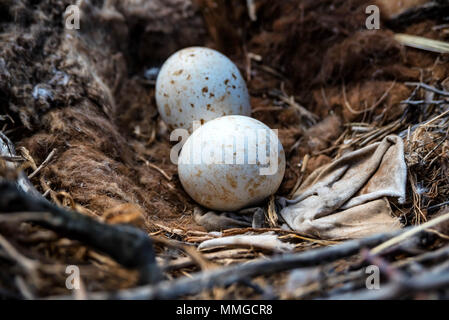 Eggs of Steppe eagle or Aquila nipalensis Stock Photo