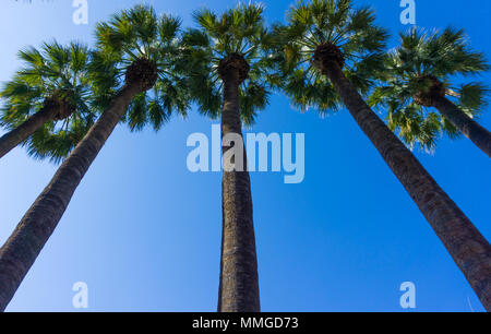 Upward view of Palm trees in National Garden of Athens Greece Stock Photo