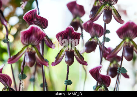 Paphiopedilum callosum,Amazing Lady Slipper Orchid  close up Stock Photo