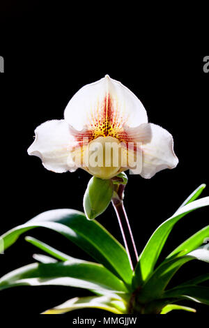 Orchid flower in tropical garden, Chiang Mai, Thailand.  Paphiopedilum, often called the Venus slipper, is a genus of the Lady slipper. Stock Photo