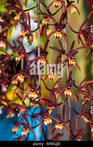 Cymbidium atropurpureum  is epiphytic orchid Close up viwe. Stock Photo