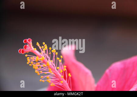 Stamen and Anther of the Chinese Hibiscus (Hibiscus Rosa-Sinensis) Stock Photo