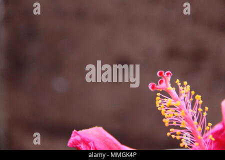 Stamen and Anther of the Chinese Hibiscus (Hibiscus Rosa-Sinensis) Stock Photo