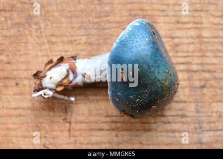 stropharia caerulea mushroom also known as  blue roundhead Stock Photo