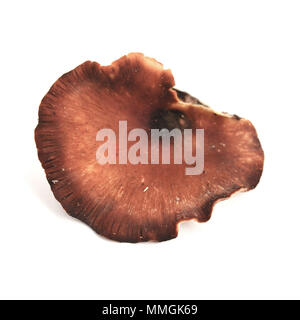 royoporus badius mushroom, also known as picipes badius or the black foot polypore Stock Photo