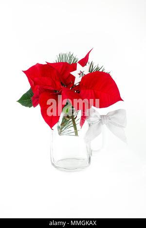Poinsettia flower and a pine tree twig in a mason jar, decorated with a Christmas star and a silver bow, on white background. Stock Photo