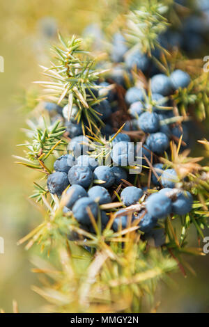 Close up of a spoon filled with wild juniper berries (Juniperus Communis) Stock Photo