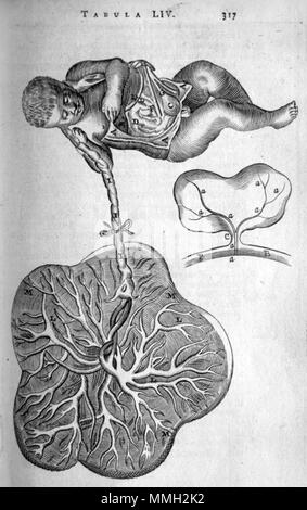 . Thomas Bartholin (1616-1680): Anatome ex omnium veterum recentiorumque observationibus, 1673.  . January 2008. McLeod 73 Bartholin placenta and foetus Stock Photo