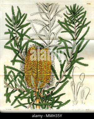 . Digital image of a plate illustrating Banksia littoralis.  . 1 April 1831. William Jackson Hooker 71 Banksia littoralis Stock Photo