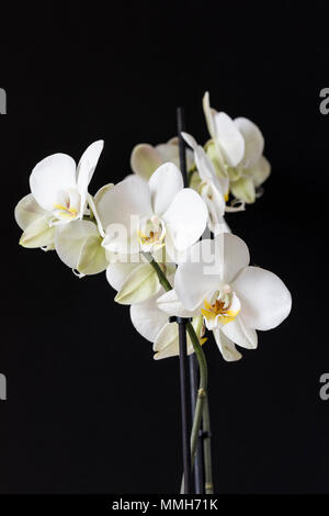 Close up of a white Phalaenopsis Orchid (Moth Orchid) isolated against a black background Stock Photo