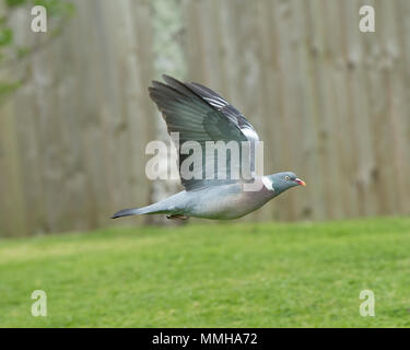 wood pigeon in flight Stock Photo