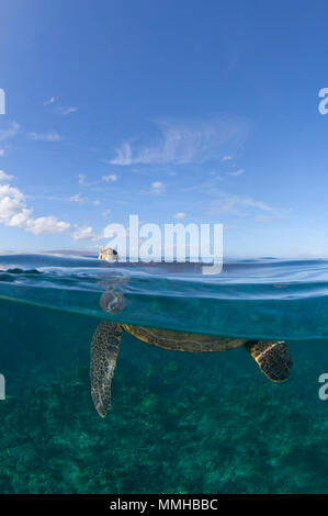 Above and below view of green sea turtle at Makena, Maui, Hawaii. Stock Photo