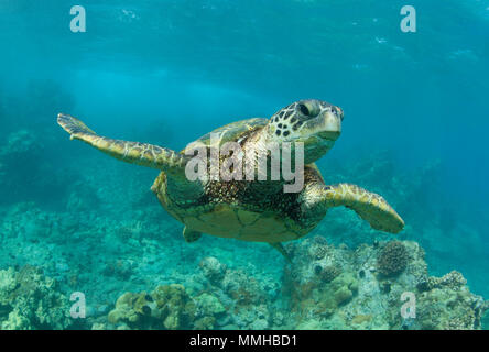 Green sea turtle swims off the coast of Maui. Stock Photo