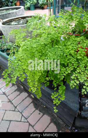 Maidenhair Fern or known as Adiantum raddianum Stock Photo