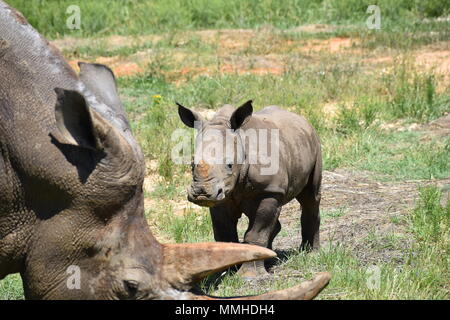 Protected Southern White Rhinoceros Stock Photo