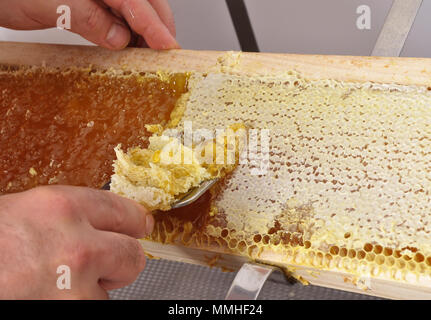 Uncapping of honeycomb at plastic tub Stock Photo