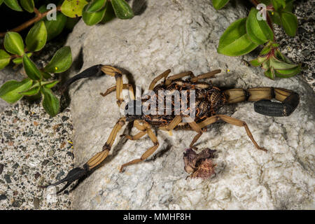 Central American Bark Scorpion with his offspring, Centruroides margaritatus, Buthidae,  Corcovado National Park, Osa PeninsCosta Rica, Centroamerica, Stock Photo