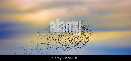 flock of jackdaws Corvus monedula, interaction of birds in flock, feeling nearest-neighbor and immediate response Stock Photo