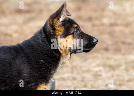 Puppy of a German shepherd looks aside Stock Photo