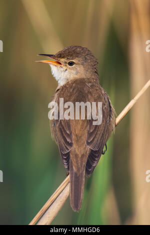 Common Reed Warbler (Acrocephalus scirpaceus) singing from a reed Stock Photo