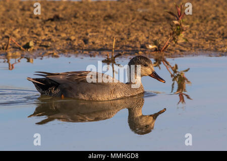 drake Gadwall (Anas strepera) swimming on a calm pond with a perfect reflection Stock Photo