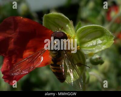 Hoverfly on red (Helianthemum) Rock/Sun rose yellow stamens (Cistaceae) macro close up Stock Photo