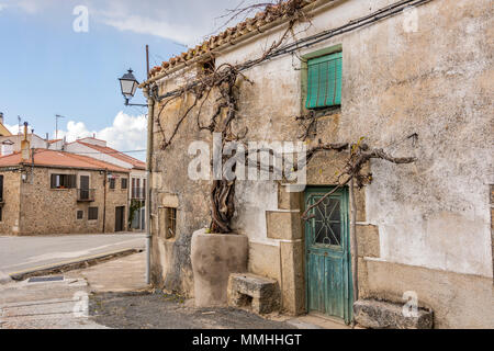 The old vine plant in the center of the town of Piedrahita. Castilla la Mancha Community Avila province. Spain Stock Photo