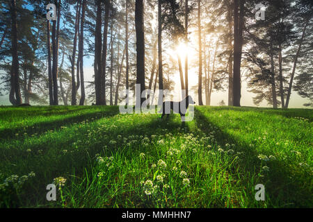 Forest landscape and morning fog in spring. Stock Photo