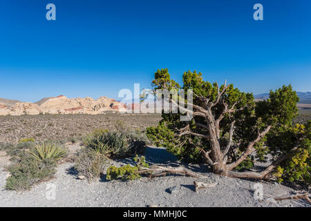 Desert vegetation and sandstone rock formations in the Red Rock Canyon National Conservation Area outside of Las Vegas, Nevada Stock Photo