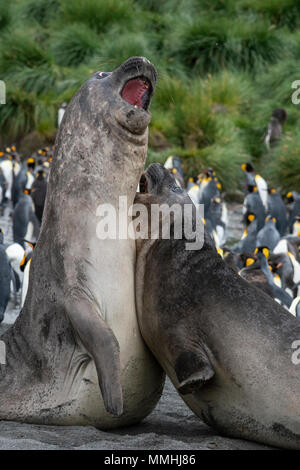 British Overseas Territory, South Georgia, Gold Harbour. Young Southern elephant seals (Wild: Mirounga leonina) showing aggressive display. Stock Photo