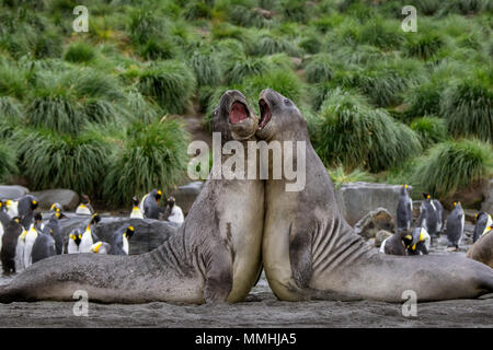 British Overseas Territory, South Georgia, Gold Harbour. Young Southern elephant seals (Wild: Mirounga leonina) showing aggressive display. Stock Photo