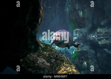 Harbor seal, Phoca vitulina, swims inside the Aquarium of Genova, Genova, Italy Stock Photo