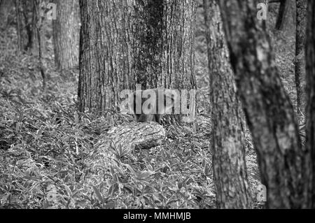 Japanese macaque, Macaca fuscata, in a forest near Nikko, Japan Stock Photo