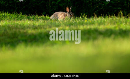 Rabbit hiding in the grass Stock Photo