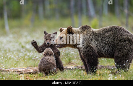 She-bear with a cub in a clearing among the white flowers on the forest ...