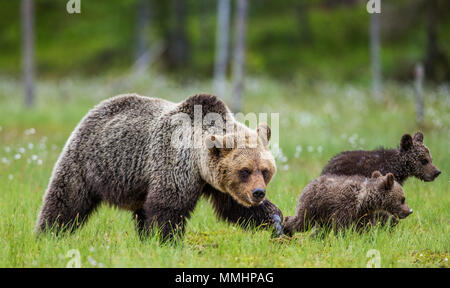 She-bear with a cub in a clearing among the white flowers on the forest ...