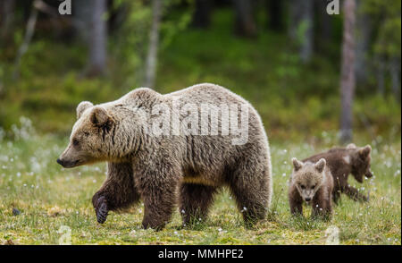 She-bear with a cub in a clearing among the white flowers on the forest ...