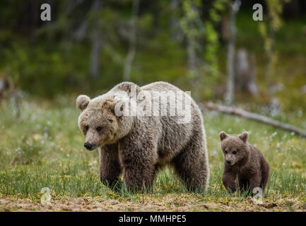 She-bear with a cub in a clearing among the white flowers on the forest ...