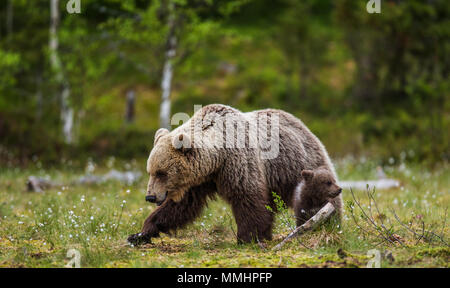 She-bear with a cub in a clearing among the white flowers on the forest ...