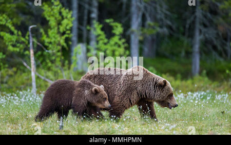 She-bear with a cub in a clearing among the white flowers on the forest ...