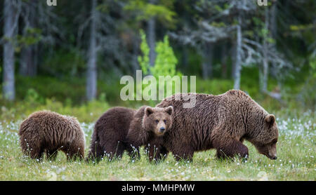 She-bear with a cub in a clearing among the white flowers on the forest ...