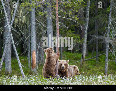 She-bear with a cub in a clearing among the white flowers on the forest ...