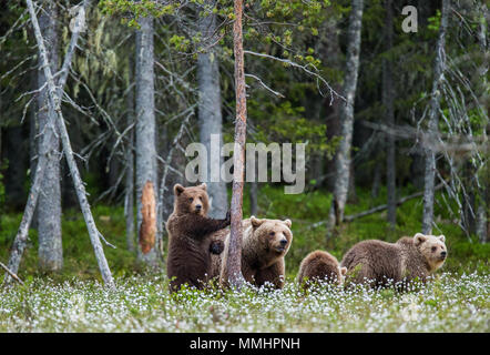 She-bear with a cub in a clearing among the white flowers on the forest ...