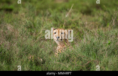 Cheetah lying in savanna. Kenya. Tanzania. Africa. National Park. Serengeti. Maasai Mara. Stock Photo